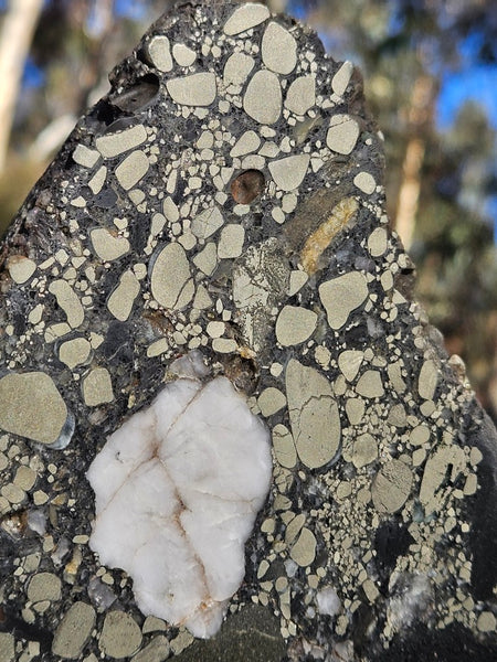 Polished Beaton's Creek auriferous conglomerate  BC122