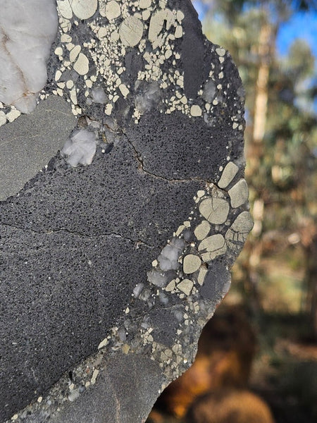 Polished Beaton's Creek auriferous conglomerate  BC122