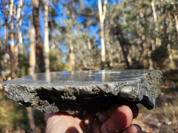 Polished Beaton's Creek auriferous conglomerate  BC122