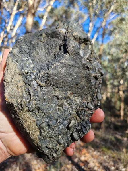 Polished Beaton's Creek auriferous conglomerate  BC122