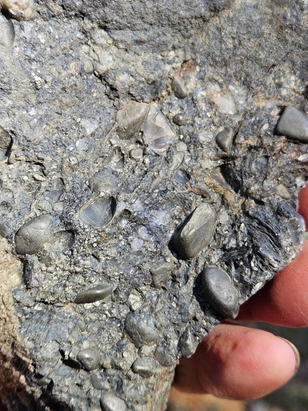 Polished Beaton's Creek auriferous conglomerate  BC122