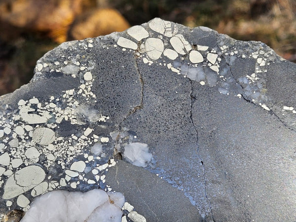Polished Beaton's Creek auriferous conglomerate  BC122