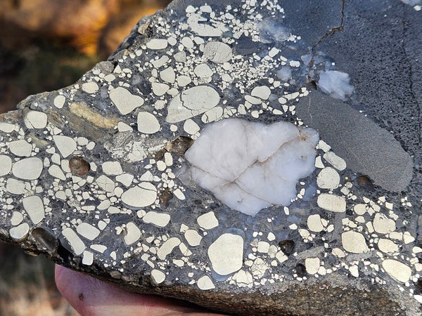 Polished Beaton's Creek auriferous conglomerate  BC122
