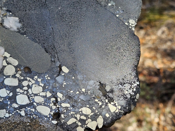 Polished Beaton's Creek auriferous conglomerate  BC122
