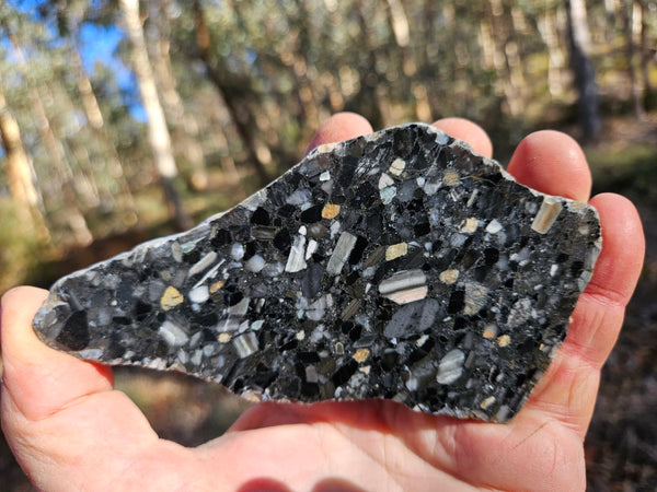 Black Jasper Conglomerate slab B238