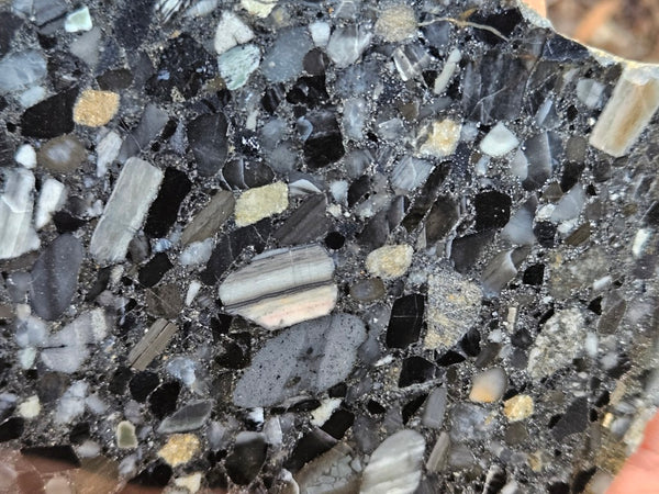 Black Jasper Conglomerate slab B238