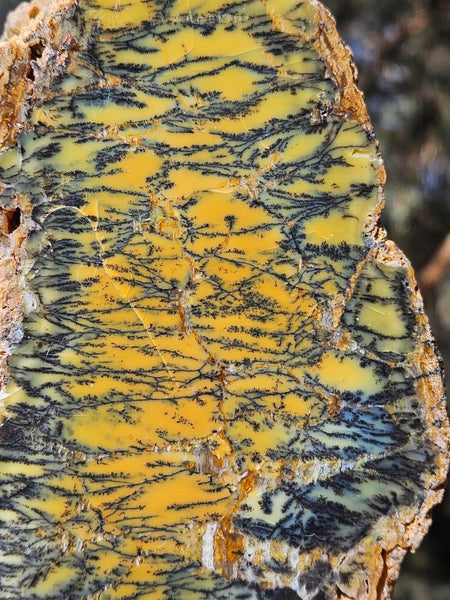 Polished Dendritic Opal DO241