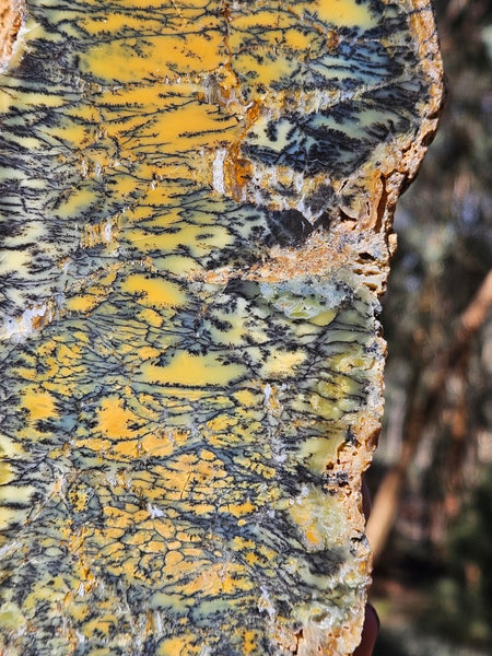 Polished Dendritic Opal DO241