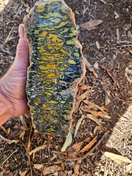 Polished Dendritic Opal DO241