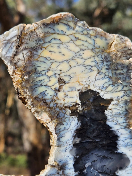 Polished Dendritic Opal slab DO243