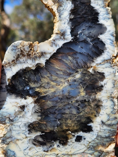 Polished Dendritic Opal slab DO243