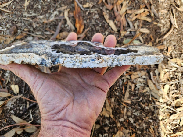 Polished Dendritic Opal slab DO243