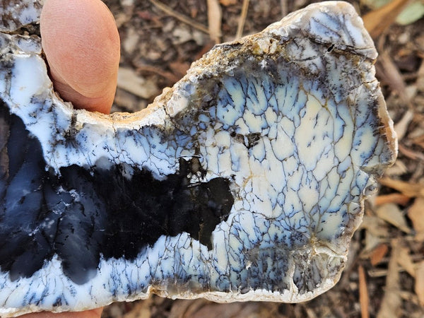 Polished Dendritic Opal slab DO243
