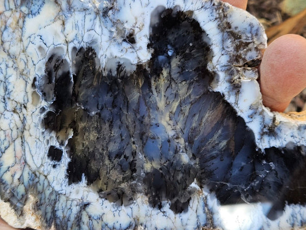 Polished Dendritic Opal slab DO243