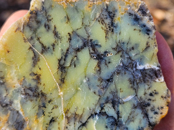 Polished Dendritic Opal DO153