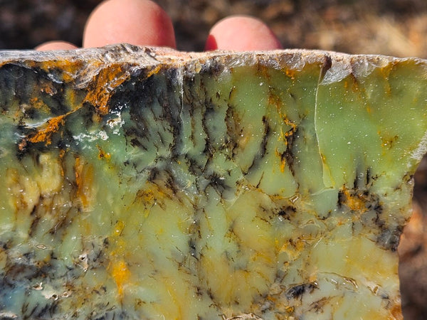 Polished Dendritic Opal DO154