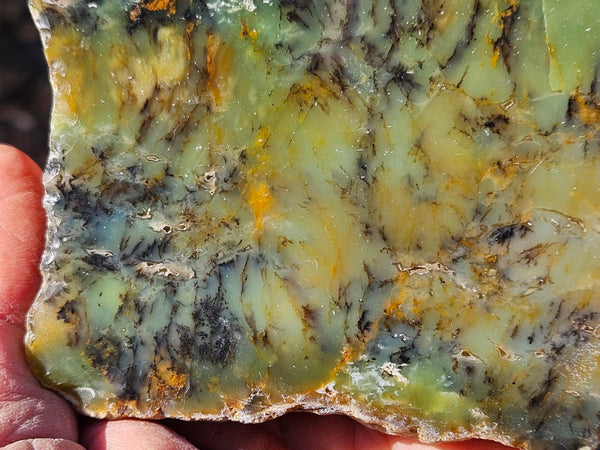 Polished Dendritic Opal DO154