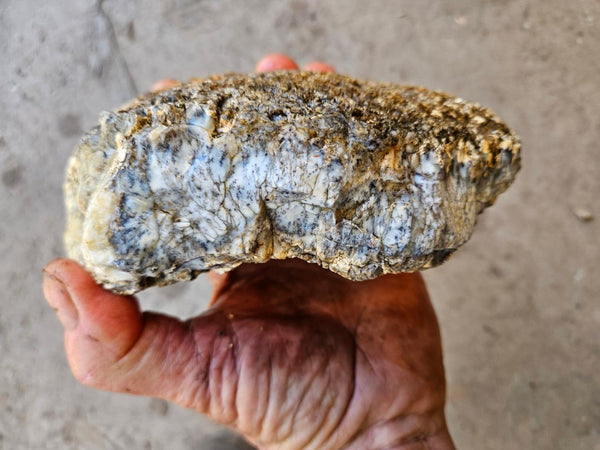 Dendritic Opal  rough.  DOR274