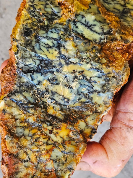 Dendritic Opal  rough.  DOR275