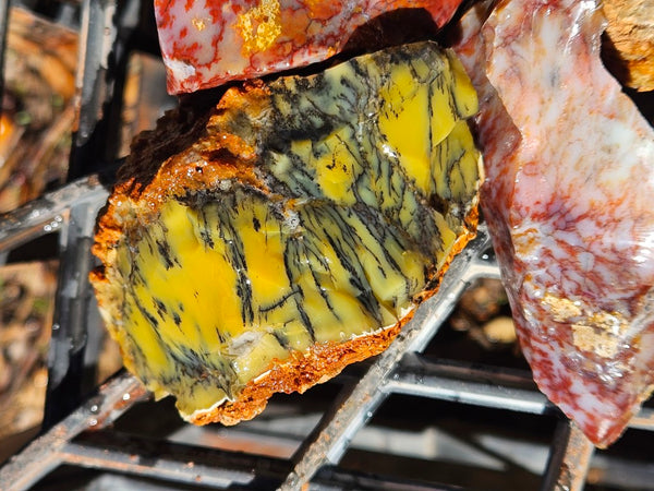 Dendritic Opal  rough.  DOR273