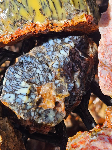 Dendritic Opal  rough.  DOR273