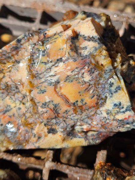 Dendritic Opal  rough.  DOR272