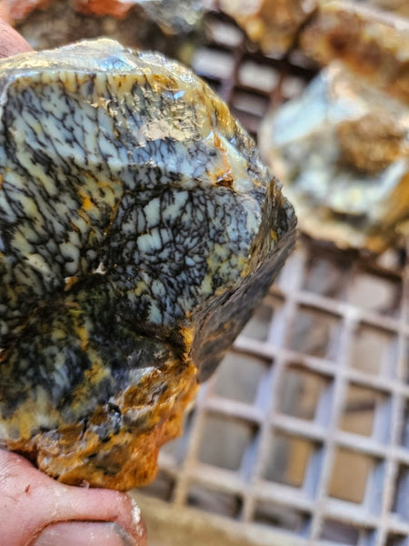 Dendritic Opal  rough.  DOR272