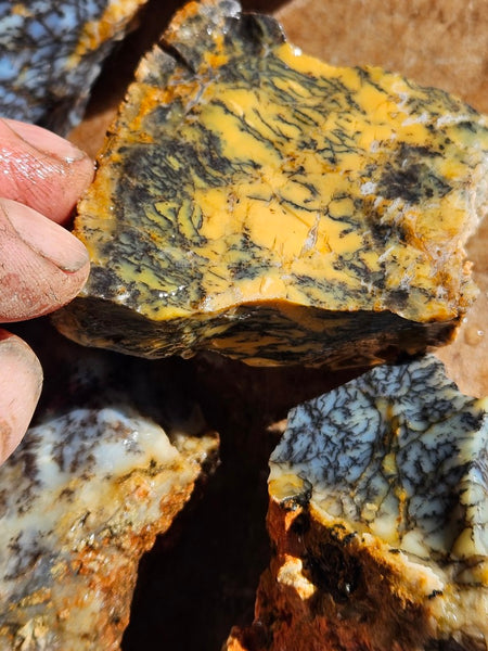 Dendritic Opal  rough.  DOR278