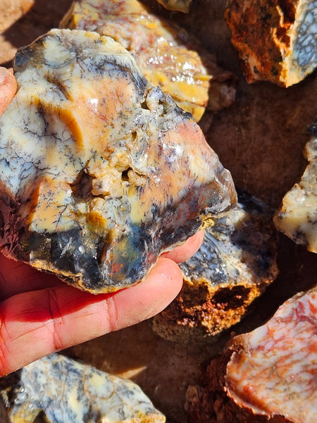Dendritic Opal  rough.  DOR278