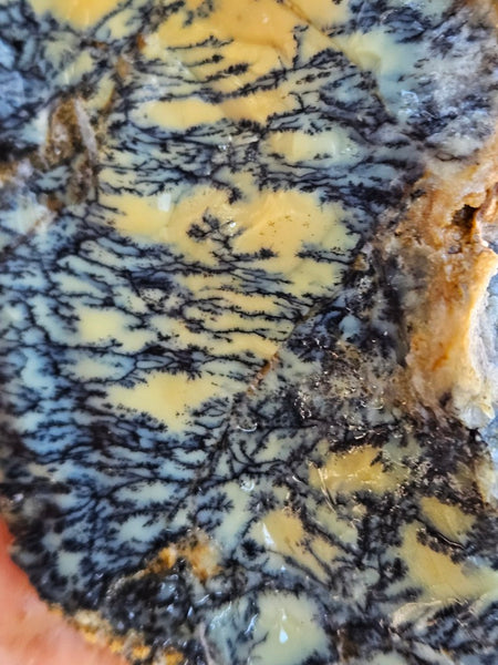 Dendritic Opal  rough.  DOR276