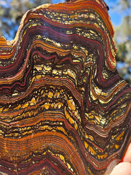 Polished Tiger Iron slab TI409