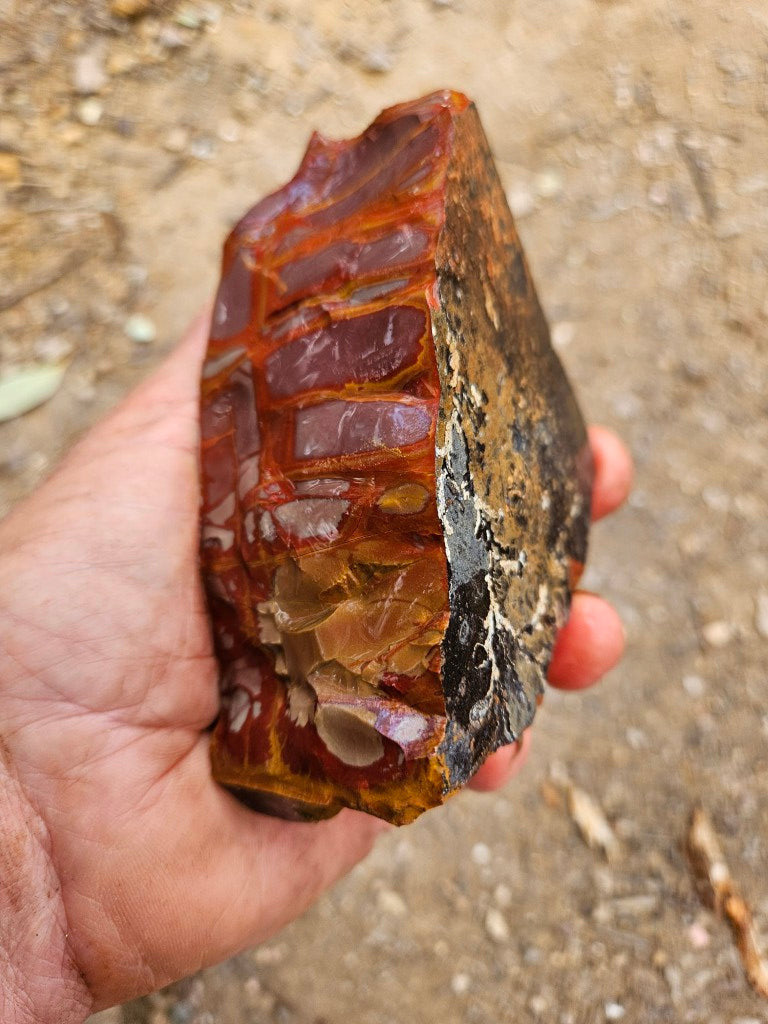 Noreena Jasper rough NJR197