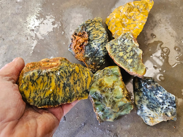 Dendritic Opal  rough.  DOR279