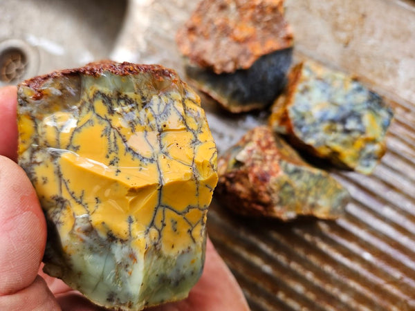 Dendritic Opal  rough.  DOR279