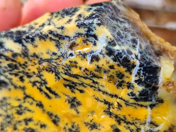 Dendritic Opal  rough.  DOR280
