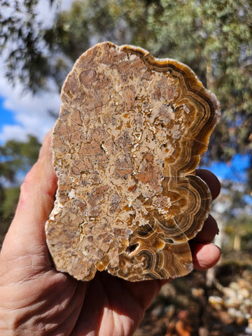 Polished Aragonite AR101