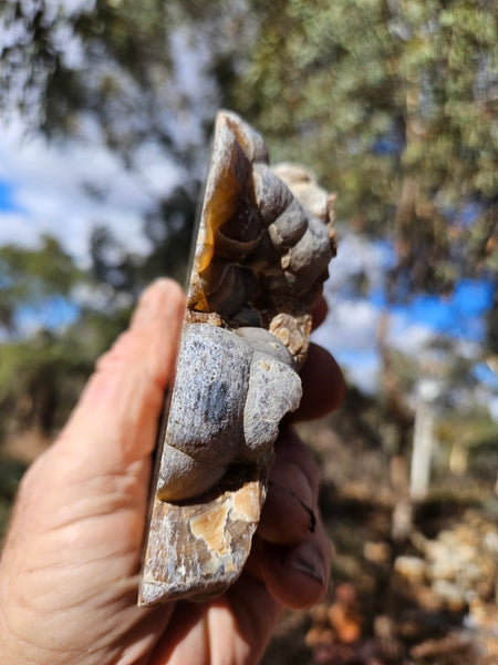Polished Aragonite AR101