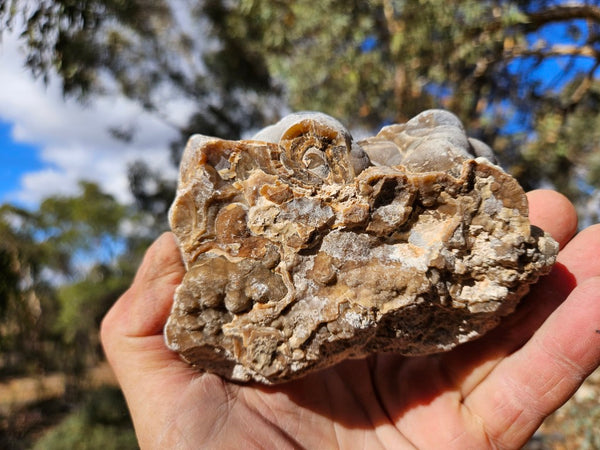 Polished Aragonite AR101