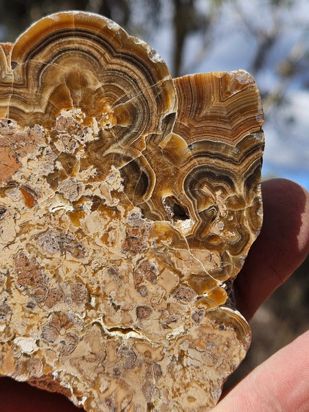 Polished Aragonite AR101