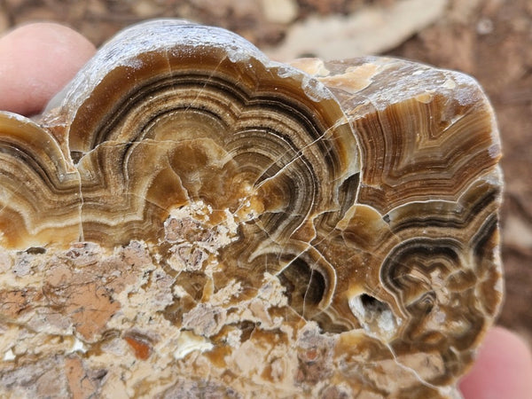Polished Aragonite AR101