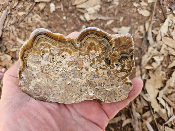 Polished Aragonite AR101