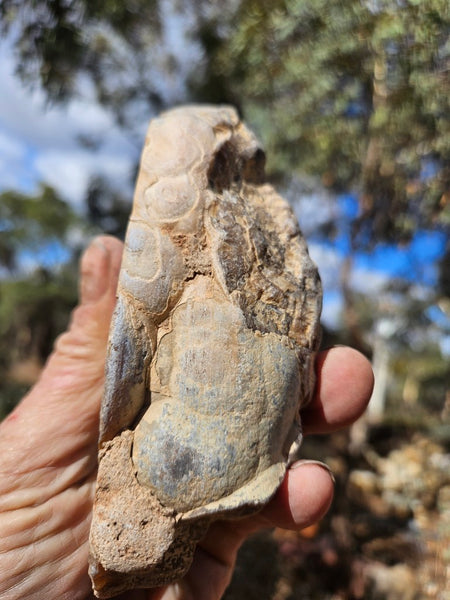Polished Aragonite AR102