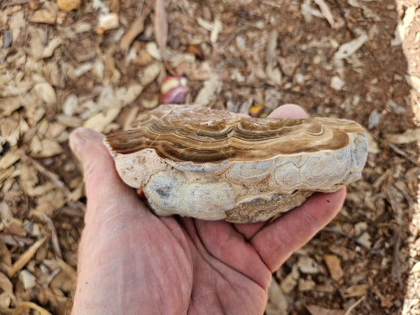 Polished Aragonite AR102