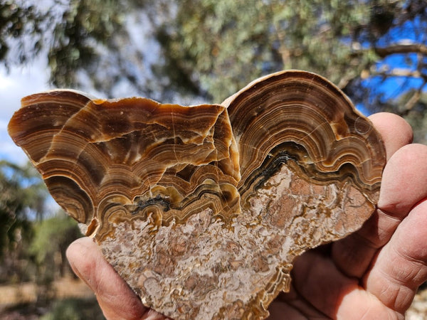 Polished Aragonite slab AR105