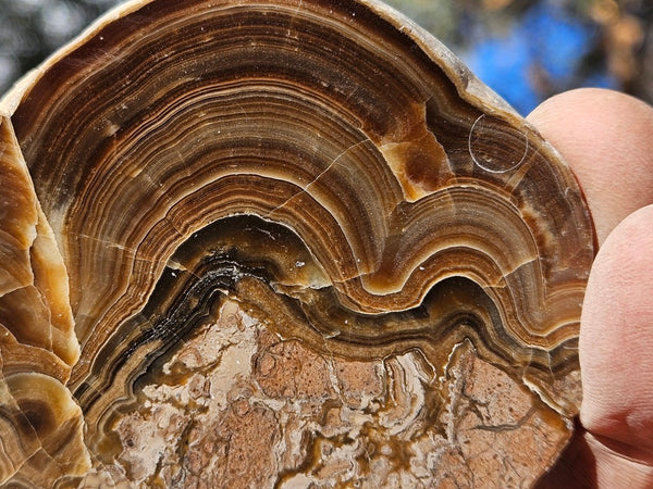Polished Aragonite slab AR105