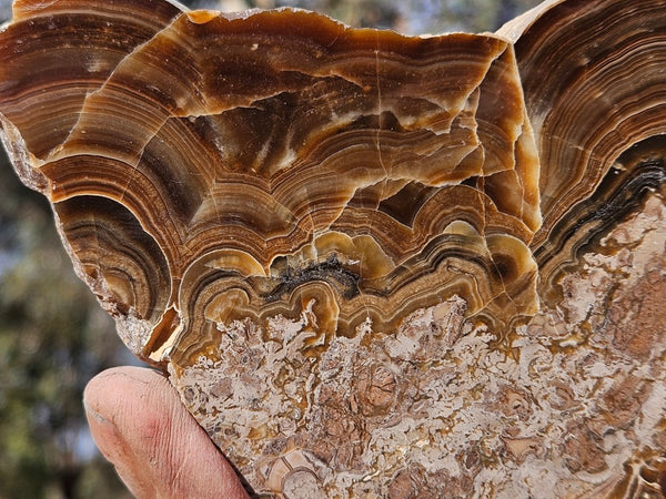 Polished Aragonite slab AR105