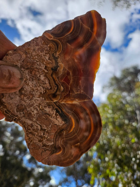 Polished Aragonite slab AR105
