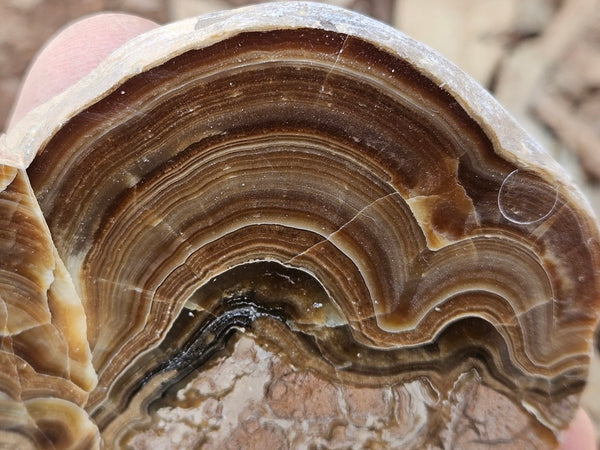 Polished Aragonite slab AR105