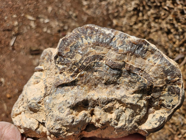 Polished Aragonite AR103