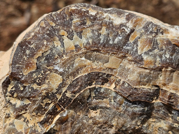 Polished Aragonite AR103
